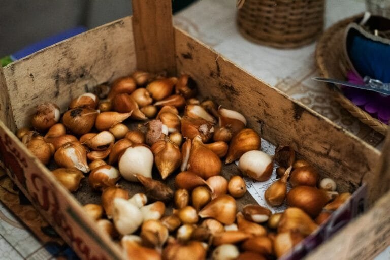 Photo Traditional Ingredients